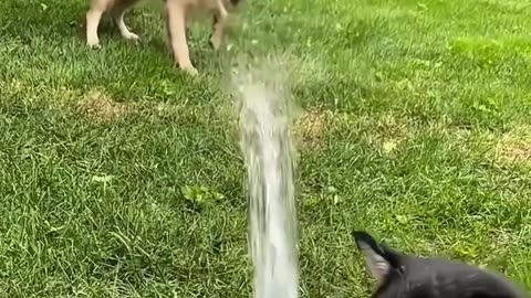Funny 😂 animals