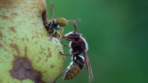 European Hornet Bites Yellow Jackets