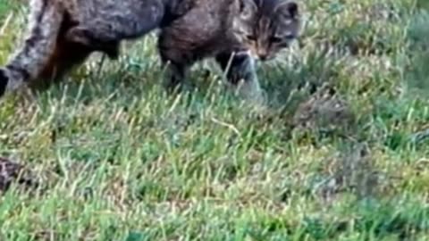 El Gato de las Llanuras Europeas, el Guardián de los Campos