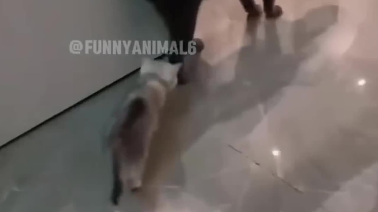 funny video kucing animasi lainy.