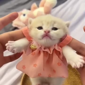Cute Kittens