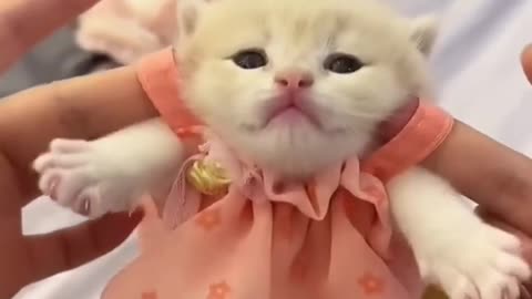 Cute Kittens