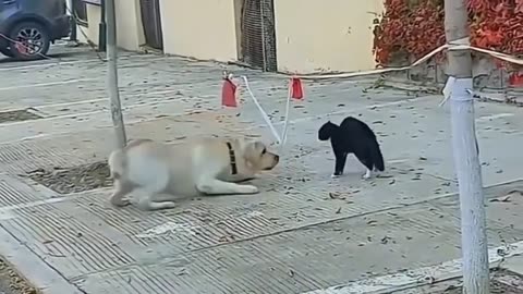 Amazing Animals Fights