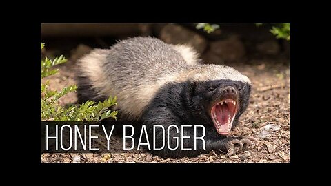 Honey Badger: The Brave Challenger. # Facts #honey badger #challenger # Strong # Brave