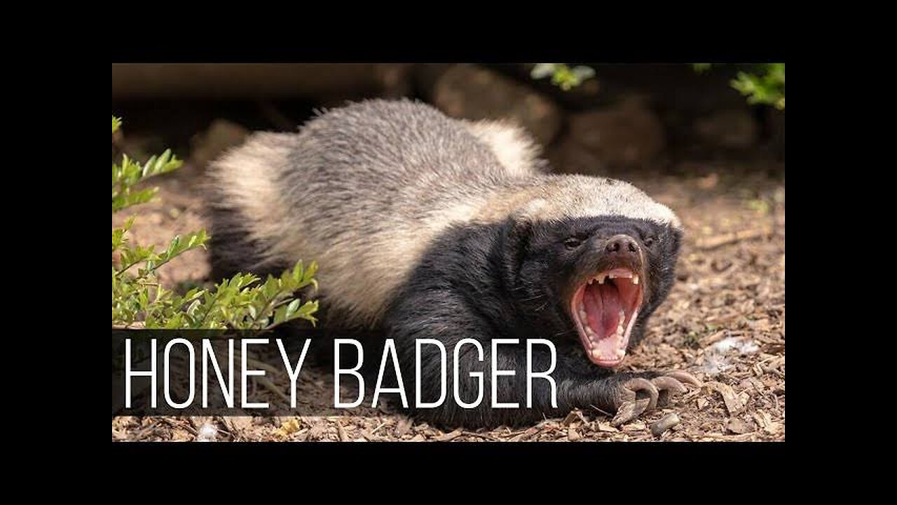 Honey Badger: The Brave Challenger. # Facts #honey badger #challenger # Strong # Brave