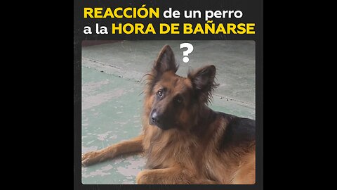 Así reacciona un pastor alemán cuando llega su día de baño