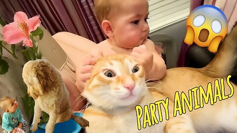 Funny Party Animals videos part 7 - Funny cats/dogs - funny animal