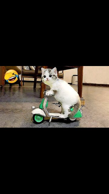 Funniest animals 2024 🐱In tiktok 😂 Funny and Fails Pets Video #30