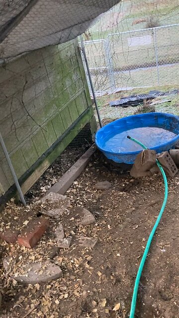 Rain barrel bath water for ducks