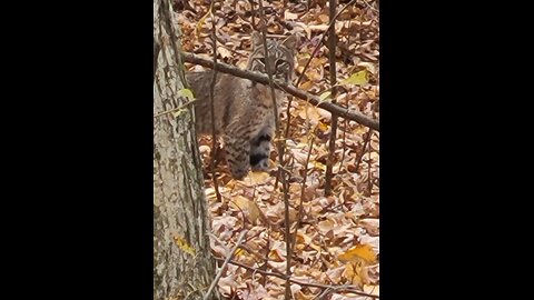 Bobcat