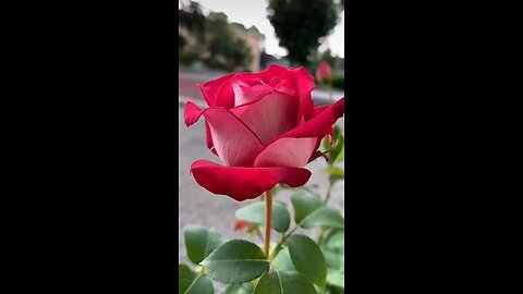 rose flower