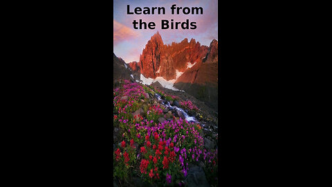 Oliver 🎸 357 ~ Learn from the Birds