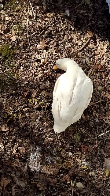 Quackers having green beans