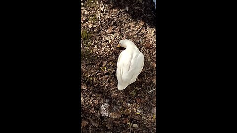 Quackers having green beans