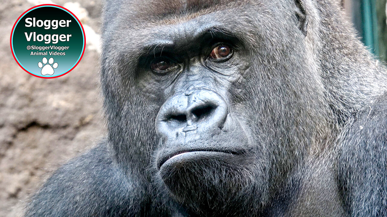 Introducing Frankfurt Zoo's Gorilla Family