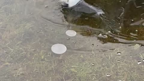 Border Collie Bites At Frozen Pond