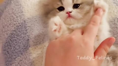 Cute cats and kittens!!