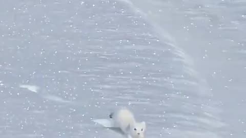 White mountain ermine hopping in the snow