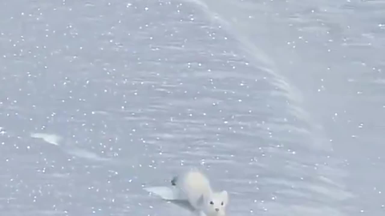 White mountain ermine hopping in the snow