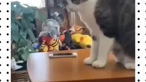 cute dogs play with water pipes