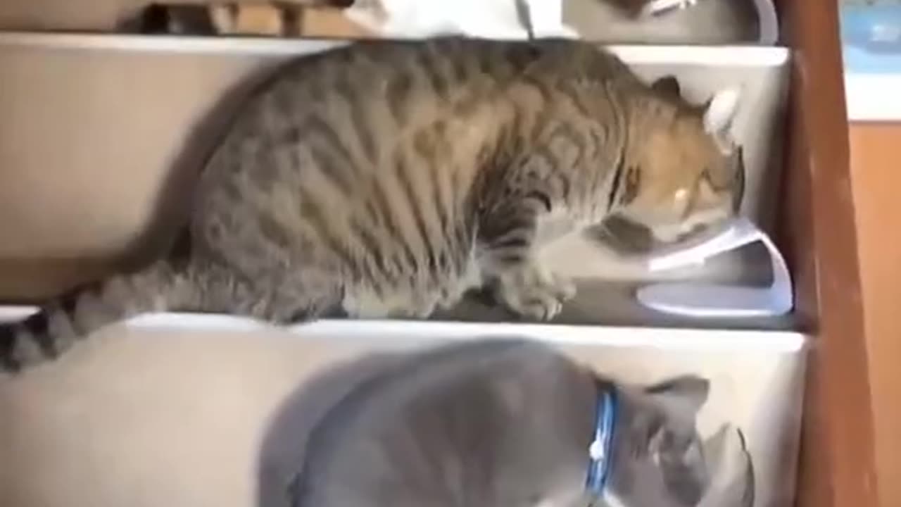 🎉🐾 Playtime Madness – My Cat is a Superstar!