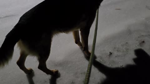 Virgil german shepherd.