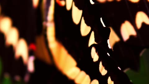 Butterfly (Official Music Video)