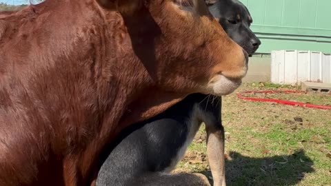 Romance Between Heeler Pup And Zebu Bull