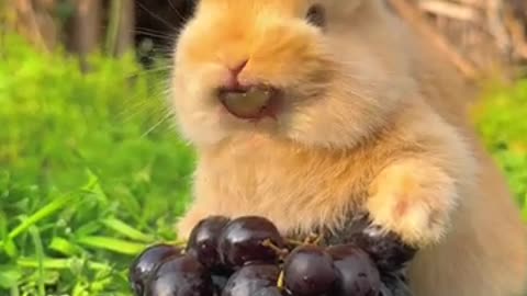 SO CUTE!!! Adorable bunny nibbling on grapes is the cutest thing you’ll see today!