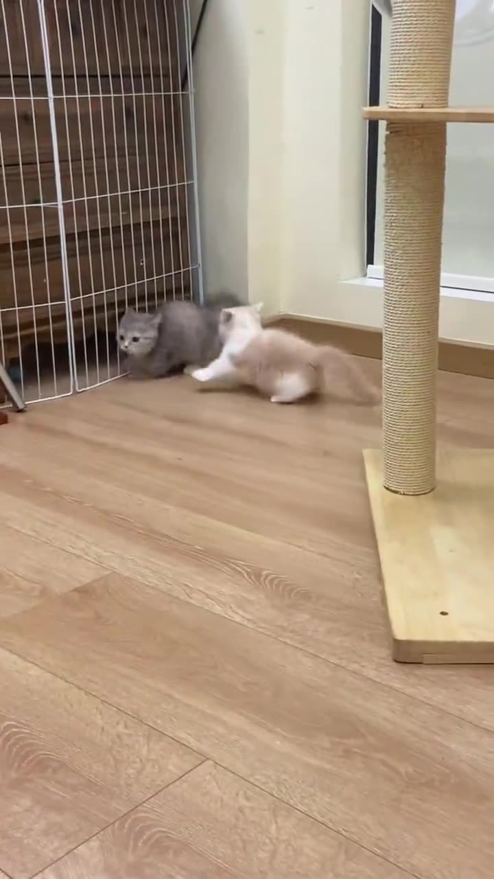 Cat Rumble Funny cat