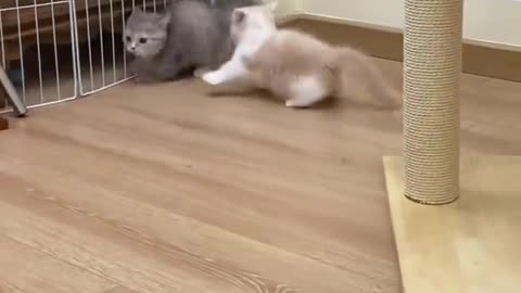 Funny cat