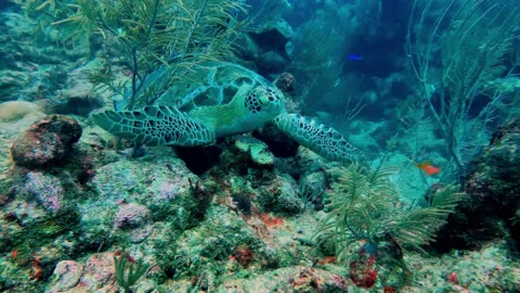 Incredible Green turtle maneuverings