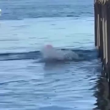 Man risks his life to save shark