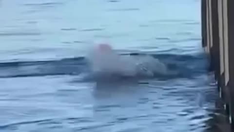 Man risks his life to save shark