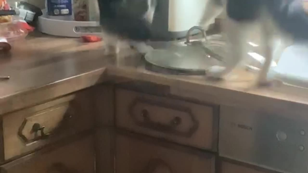 Popped Toast Startles Cat Backward Off Counter