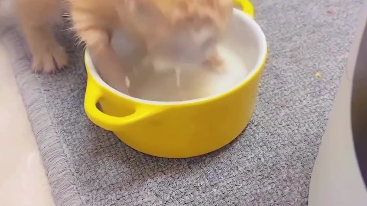 Hungry cats the most beautiful cats you will see today