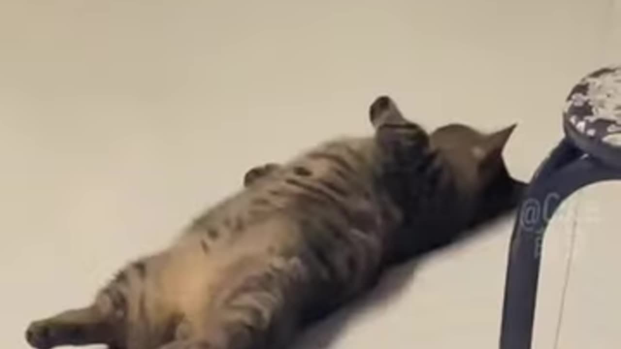 Cute cat doing fun