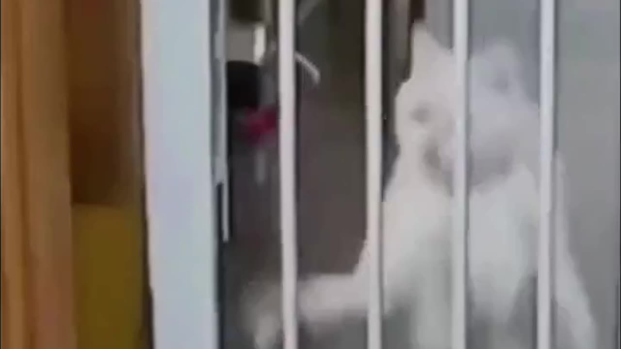 😹🤦♂️ Humans vs Animals: Who Fails Harder? Ultimate Showdown!