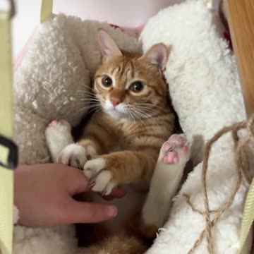 Daily Life of a Kitten