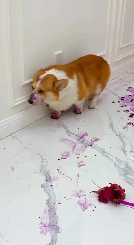 Guilty written all over his face 🤣🤣