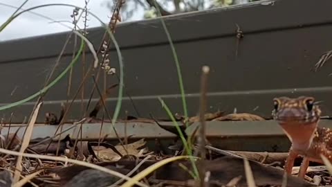 A little gecko friend says hello