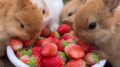 Cute bunny eating carrot , grapes,