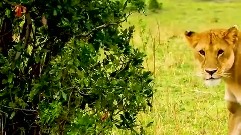 A lion that wants to hunt a snake.