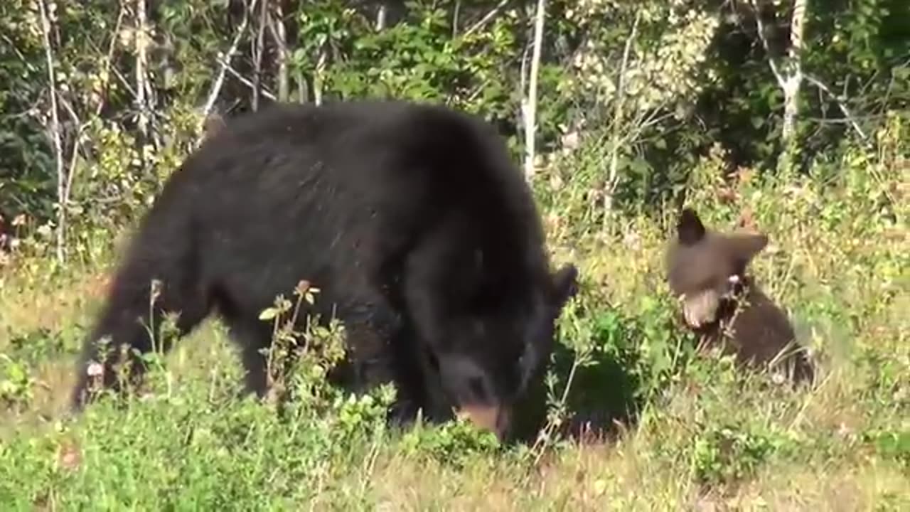 20 Wild Animals - Animal Sounds for Kids to Learn