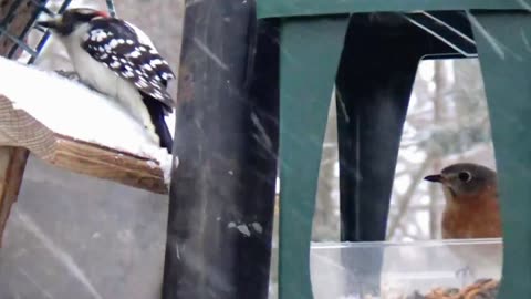 Downy Woodpecker and Bluebird