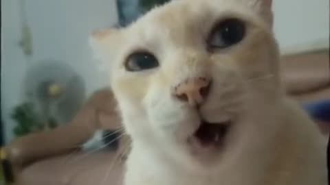 Cat sing