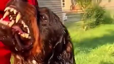 Funny animals
