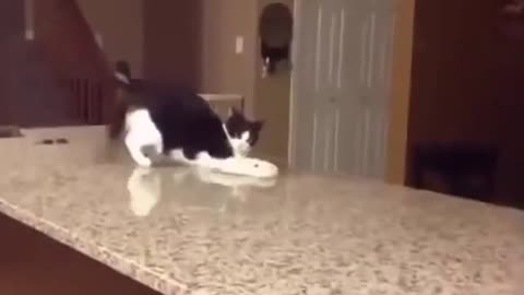 Funny cat