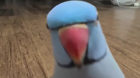 Hilarious Talking Parrot Will Make You Laugh!