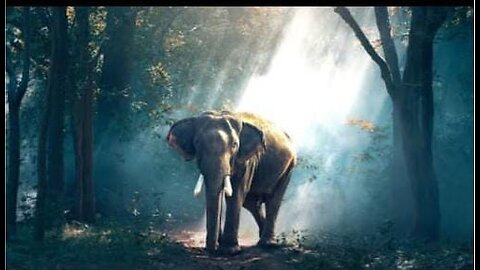 majestic wild animals in their natural habitat